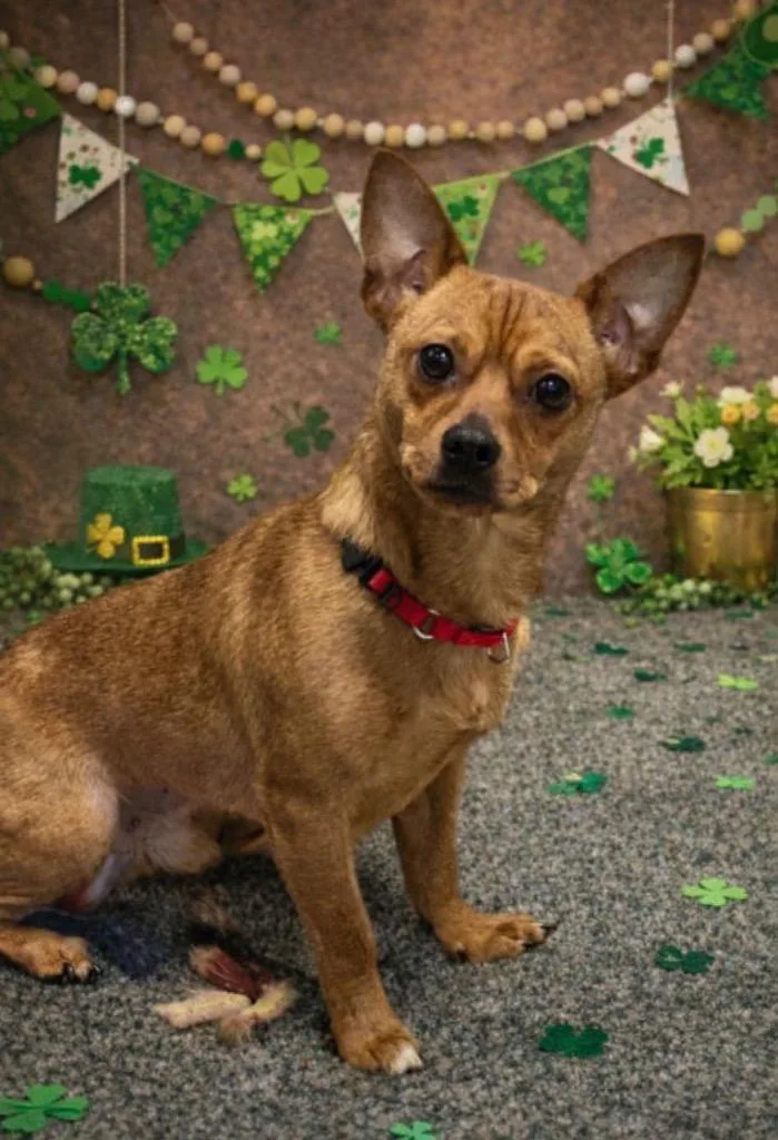 A young small-sized male Chihuahua dog named Jetter for adoption in Dalton, GA