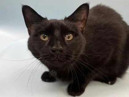 A senior small-sized female Domestic Short Hair cat named Ivy for adoption in Coon Rapids, MN