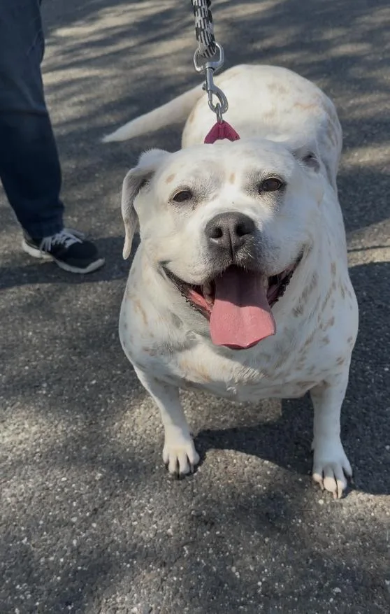 An adult large-sized female White / Cream Boxer dog named Emily for adoption in Wantagh, NY