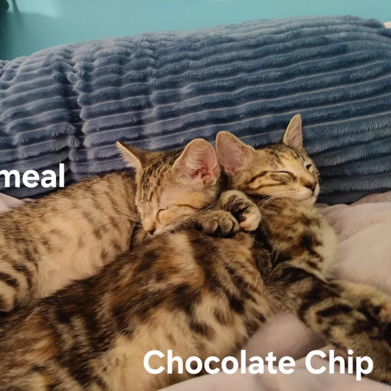 Chocolate Chip