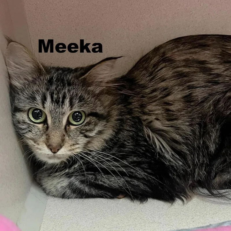 An adult medium-sized female Domestic Medium Hair cat named Meeka for adoption in Escanaba, MI
