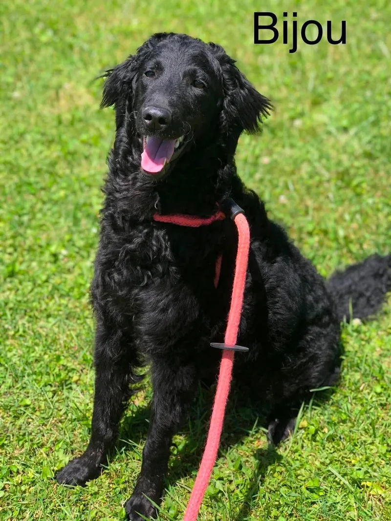 An adult large-sized female Standard Poodle dog named Bijon for adoption in Elkins, WV