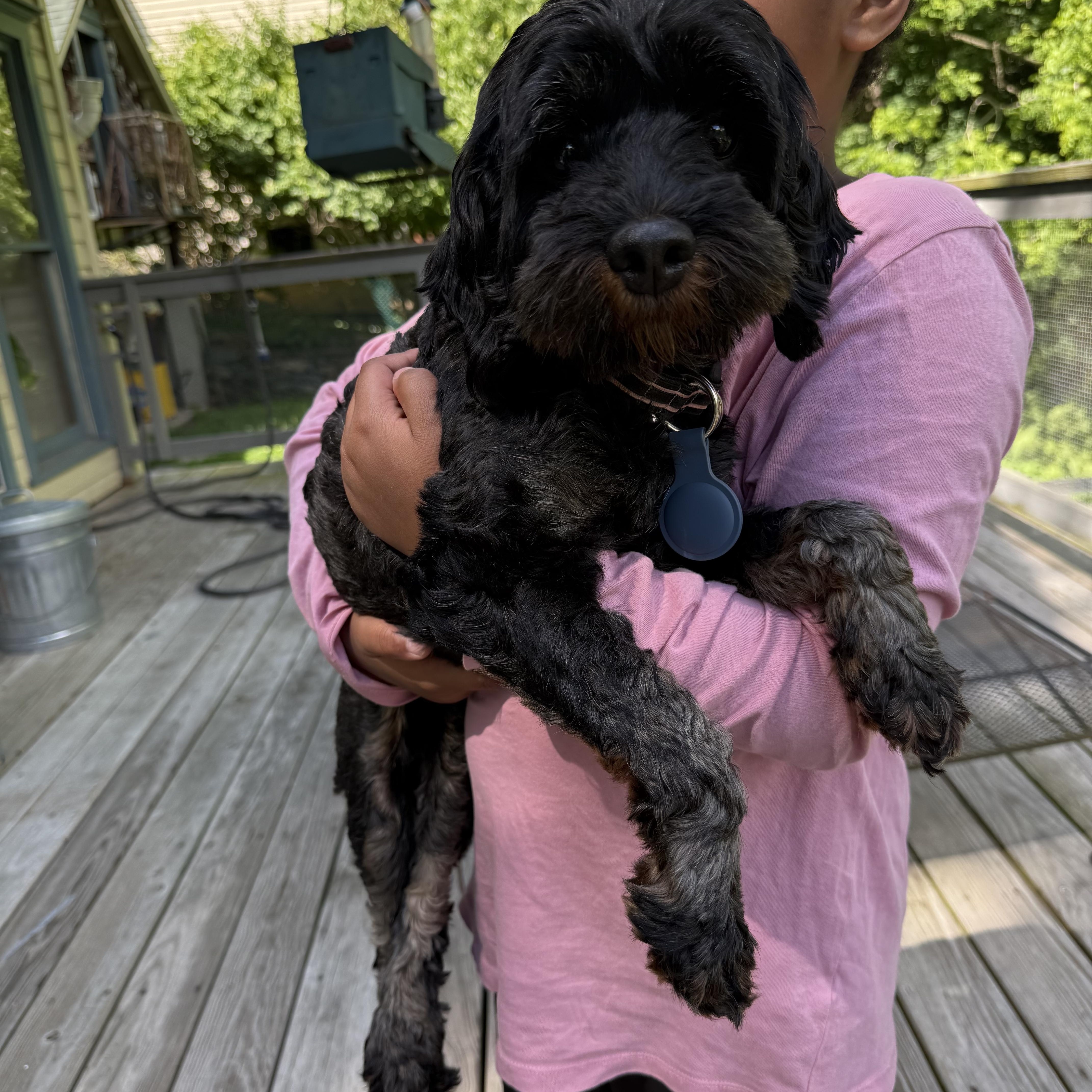 A young small-sized female Cavapoo dog named Nora for adoption in Media, PA