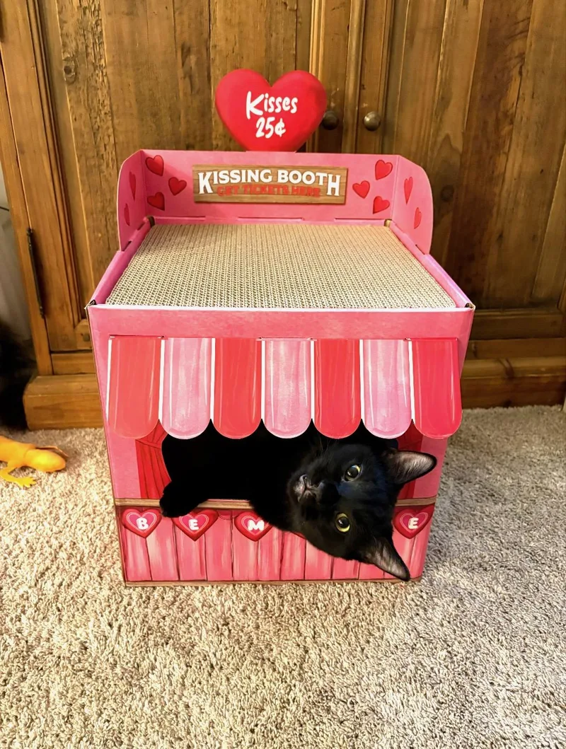 A young large-sized male Black Domestic Short Hair cat named Beans for adoption in Omaha, NE