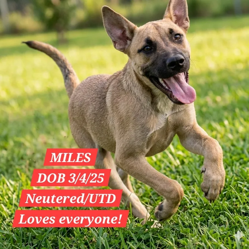 A young medium-sized male Sable Shepherd dog named Miles for adoption in Athens, AL