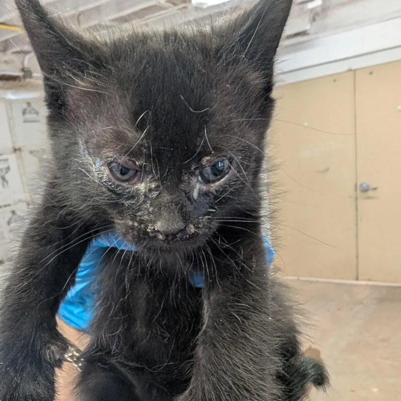 Heffalump thumbnail 2