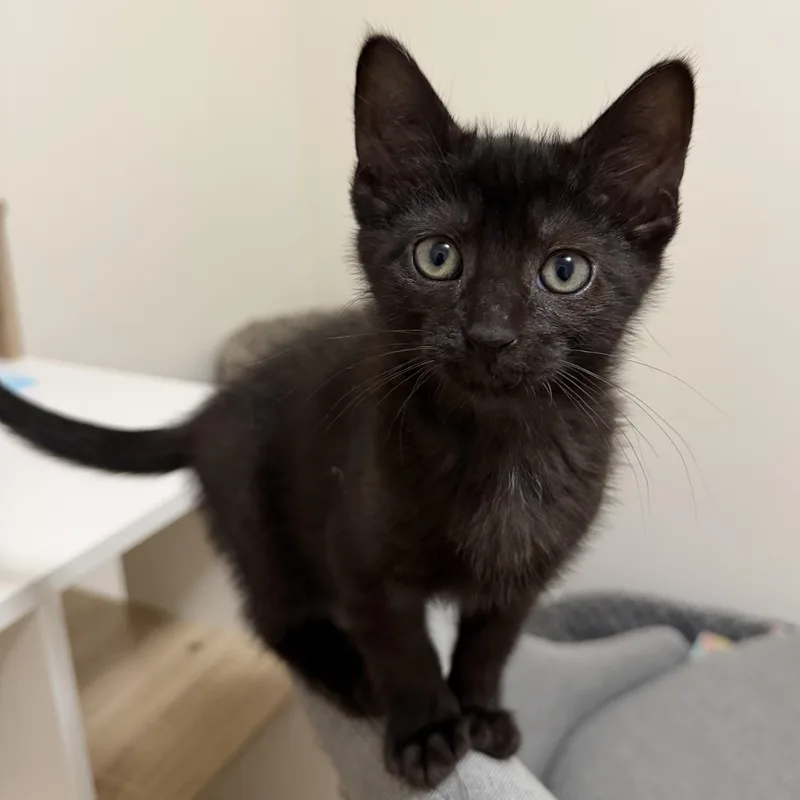 A baby medium-sized male Black Domestic Short Hair cat named Mojito for adoption in Blacksburg, VA