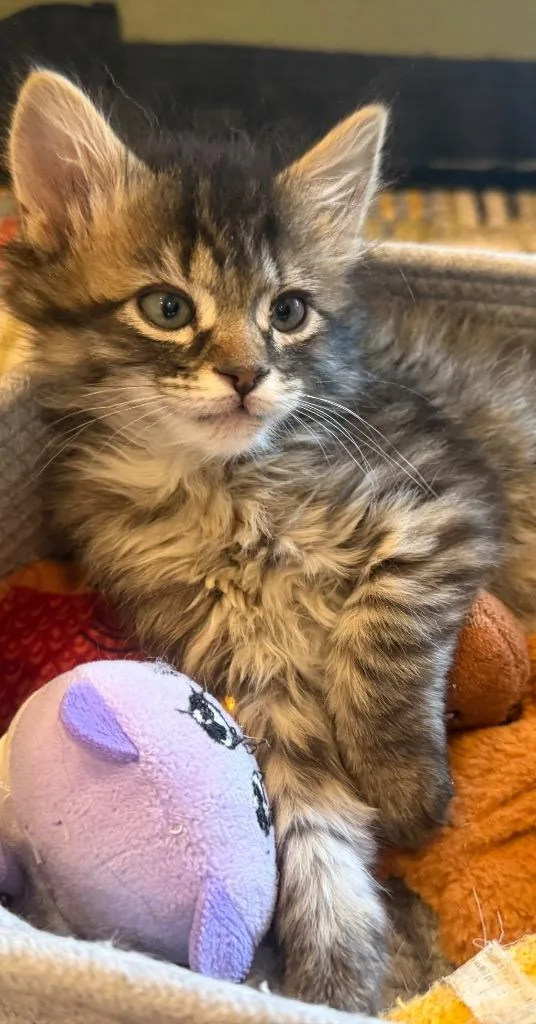 Pepper