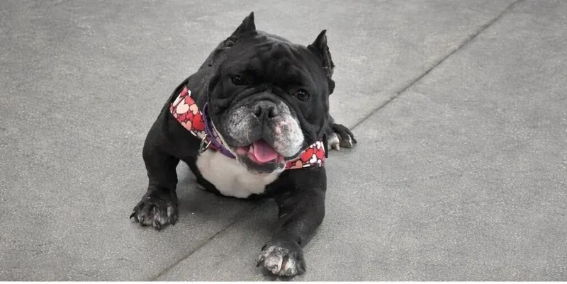 Rasputia thumbnail 2