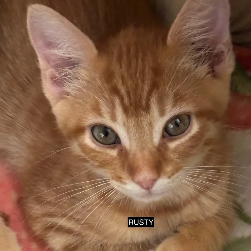 A baby small-sized male Tabby (Orange / Red) Domestic Short Hair cat named Rusty for adoption in Antioch, CA