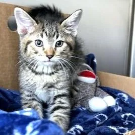 A baby small-sized male Brown / Chocolate Domestic Short Hair cat named Teddy for adoption in Novelty, OH