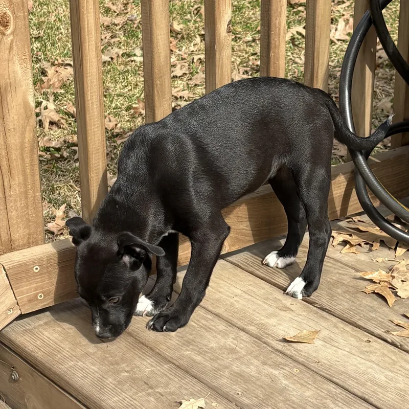 Stardust thumbnail 2