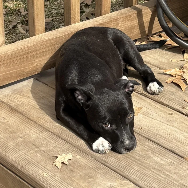 Stardust thumbnail 5