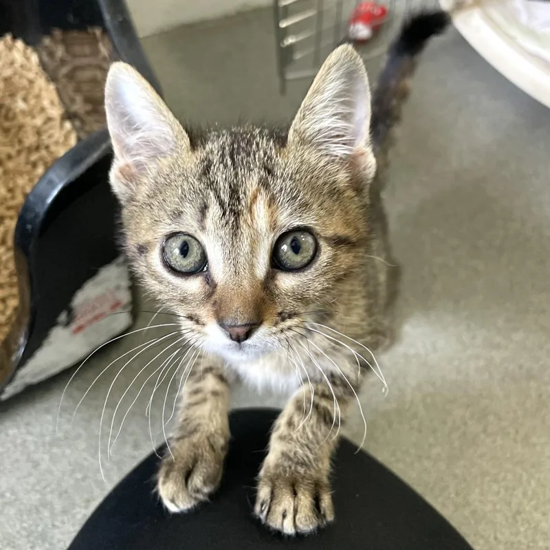 A baby small-sized female Black Domestic Short Hair cat named Human Resources for adoption in Carencro, LA