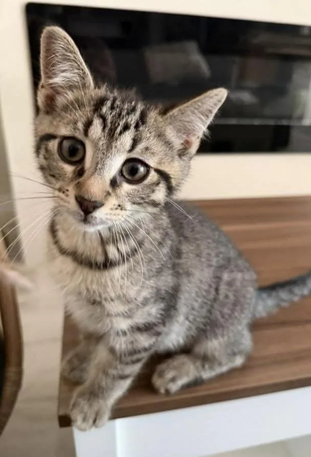 A baby medium-sized male Tabby (Tiger Striped) Domestic Short Hair cat named Bowser for adoption in Breinigsville, PA