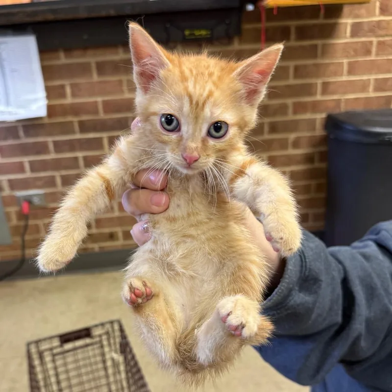 A baby small-sized female Orange / Red Domestic Short Hair cat named Millie for adoption in Birmingham, AL