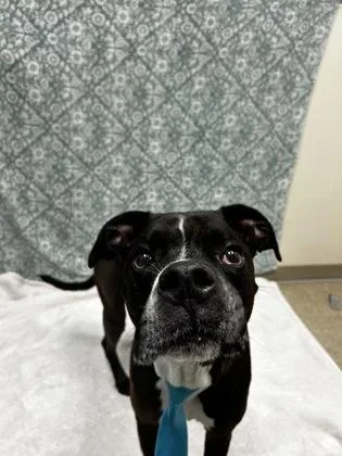 A senior medium-sized male Black Mixed Breed dog named Mike for adoption in Hamilton, OH