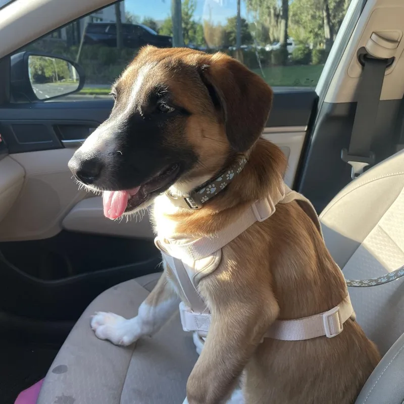 A baby medium-sized male Brown / Chocolate Mixed Breed dog named Cashew for adoption in Gainesville, FL