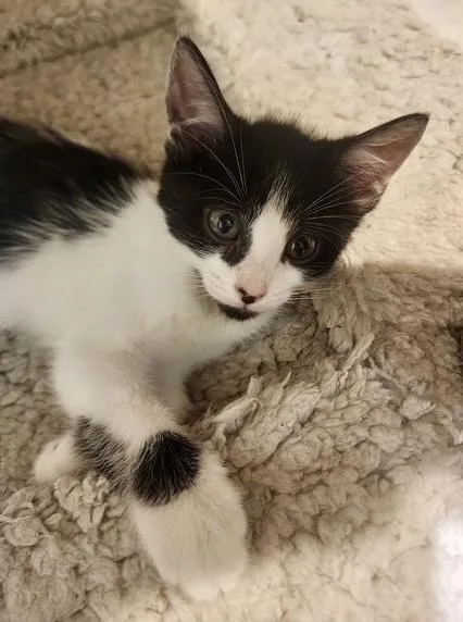 A baby small-sized female Black & White / Tuxedo Tuxedo cat named Lake for adoption in San Juan Capistrano, CA