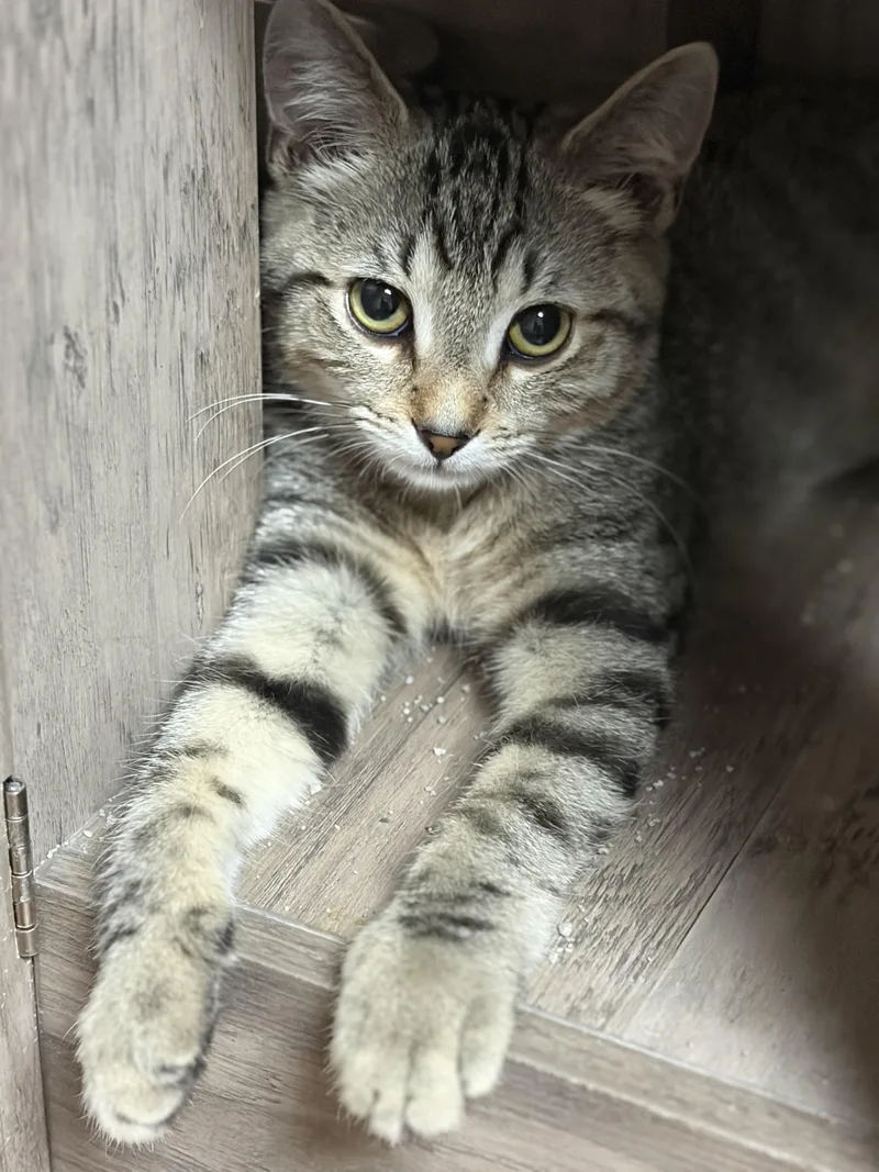A baby medium-sized male Tabby (Brown / Chocolate) Domestic Short Hair cat named Alice Cooper for adoption in Greensburg, PA