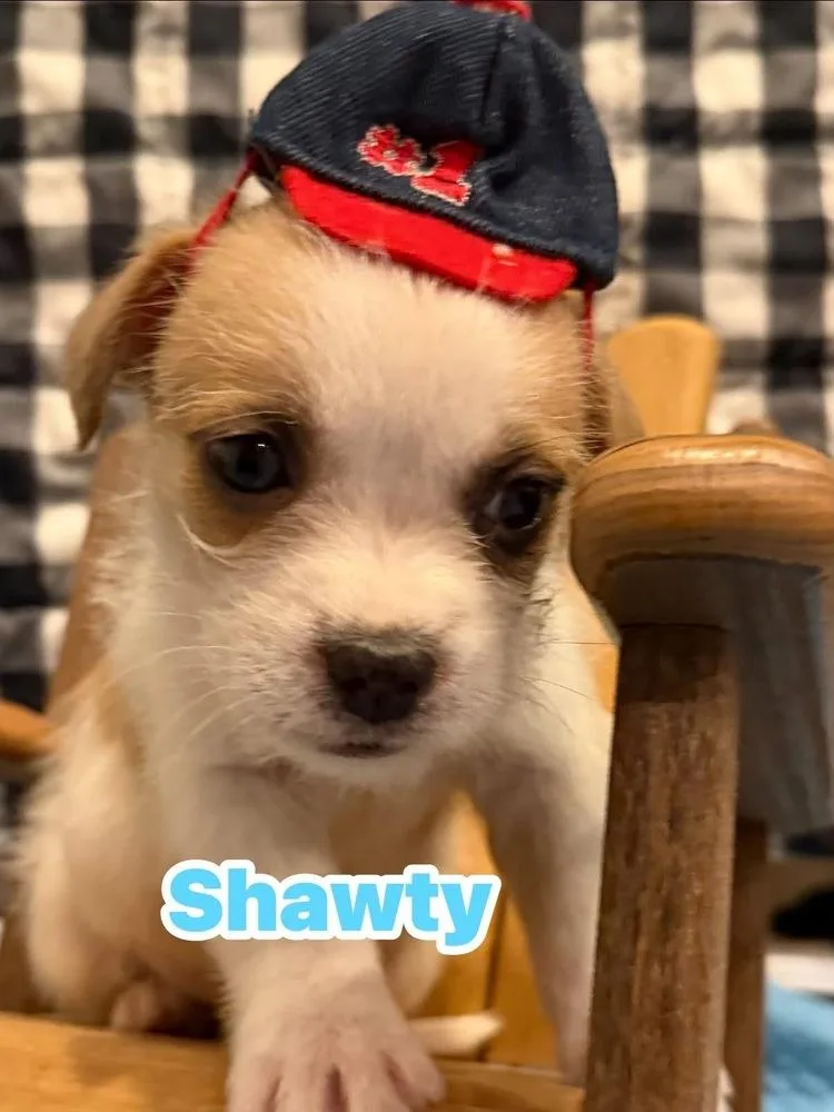 A baby small-sized male Tricolor (Brown, Black, & White) Shih Tzu dog named Shawty for adoption in Scranton, PA