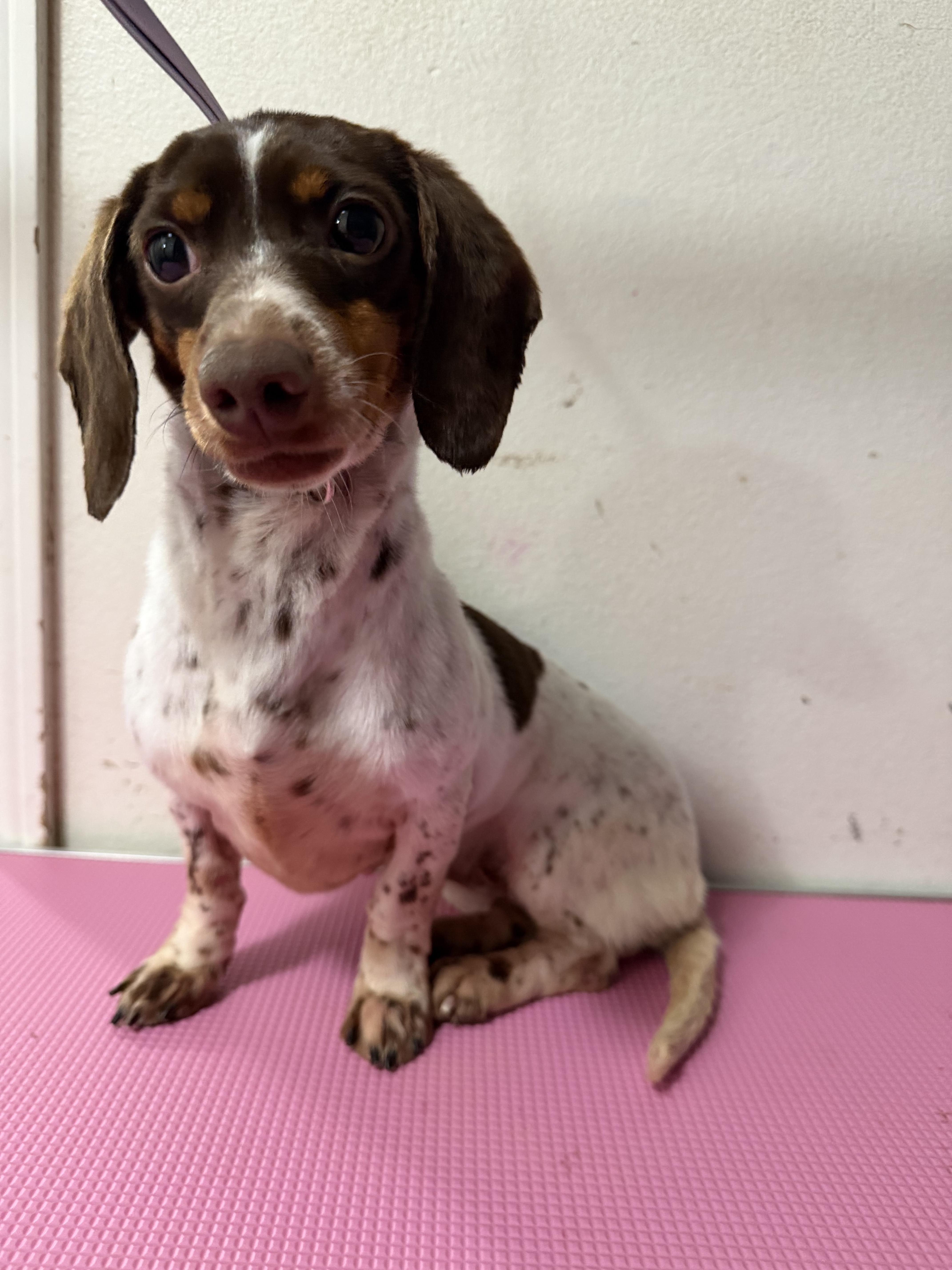 An adult small-sized female Dachshund dog named Coco for adoption in Wasilla, AK