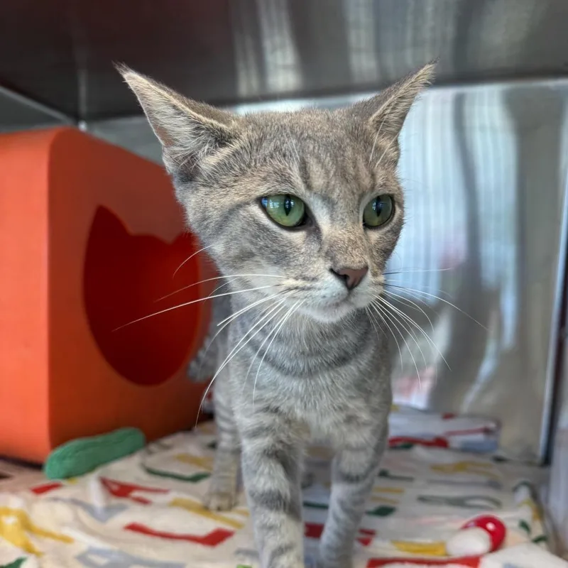 An adult medium-sized female Domestic Short Hair cat named Ramona for adoption in Waukesha, WI
