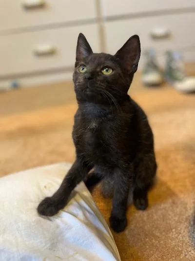A baby medium-sized male Black Domestic Short Hair cat named Belos for adoption in Mokena, IL