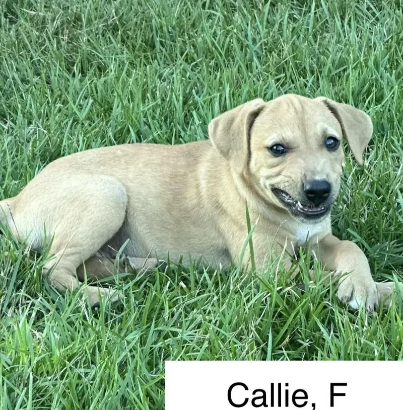 A baby medium-sized female Yellow / Tan / Blond / Fawn Mixed Breed dog named Callie for adoption in Parma, OH