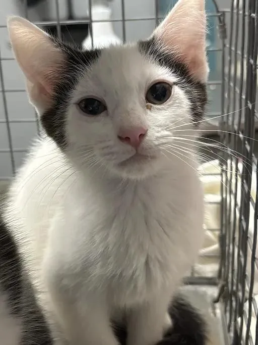 A baby small-sized female Domestic Short Hair cat named Missy for adoption in Las Vegas, NV
