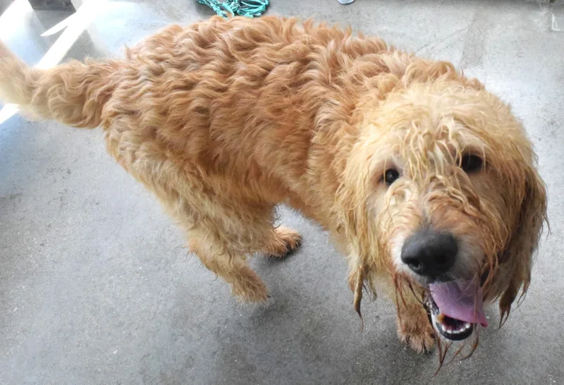 An adult medium-sized male Golden Goldendoodle dog named #22118 for adoption in Broken Arrow, OK