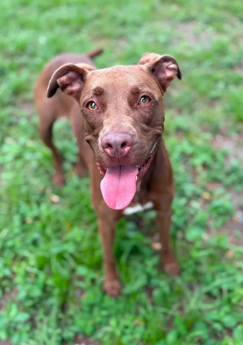 An adult medium-sized male Brown / Chocolate Mixed Breed dog named Thor for adoption in Umatilla, FL