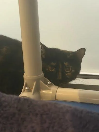 An adult medium-sized female Domestic Short Hair cat named Vanessa for adoption in Washington, DC