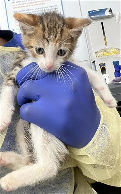 A baby medium-sized female Domestic Medium Hair cat named Yogi for adoption in Dallas, TX