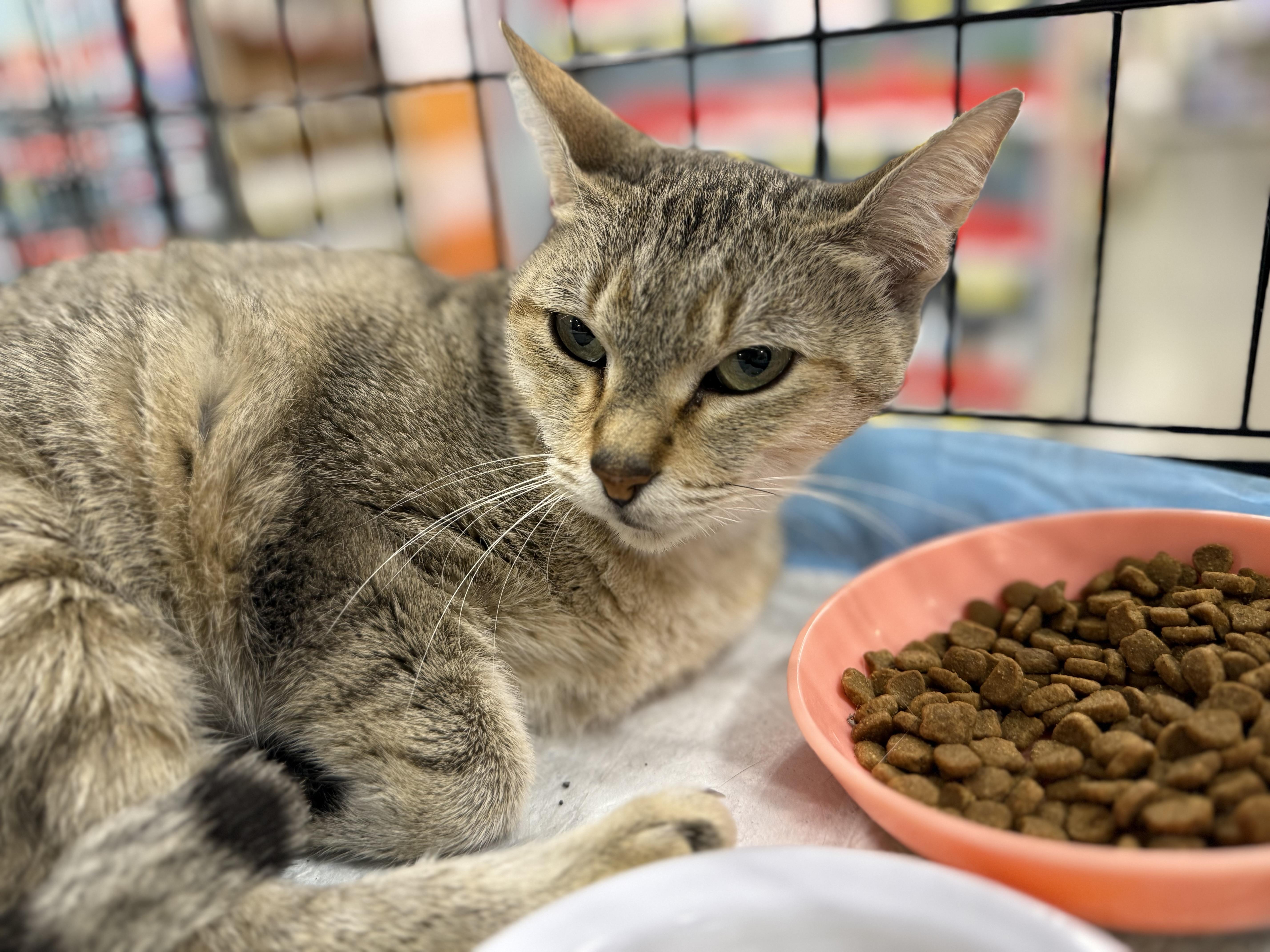 A young medium-sized female Tabby (Buff / Tan / Fawn) Tabby cat named Azure for adoption in Intercession city , FL