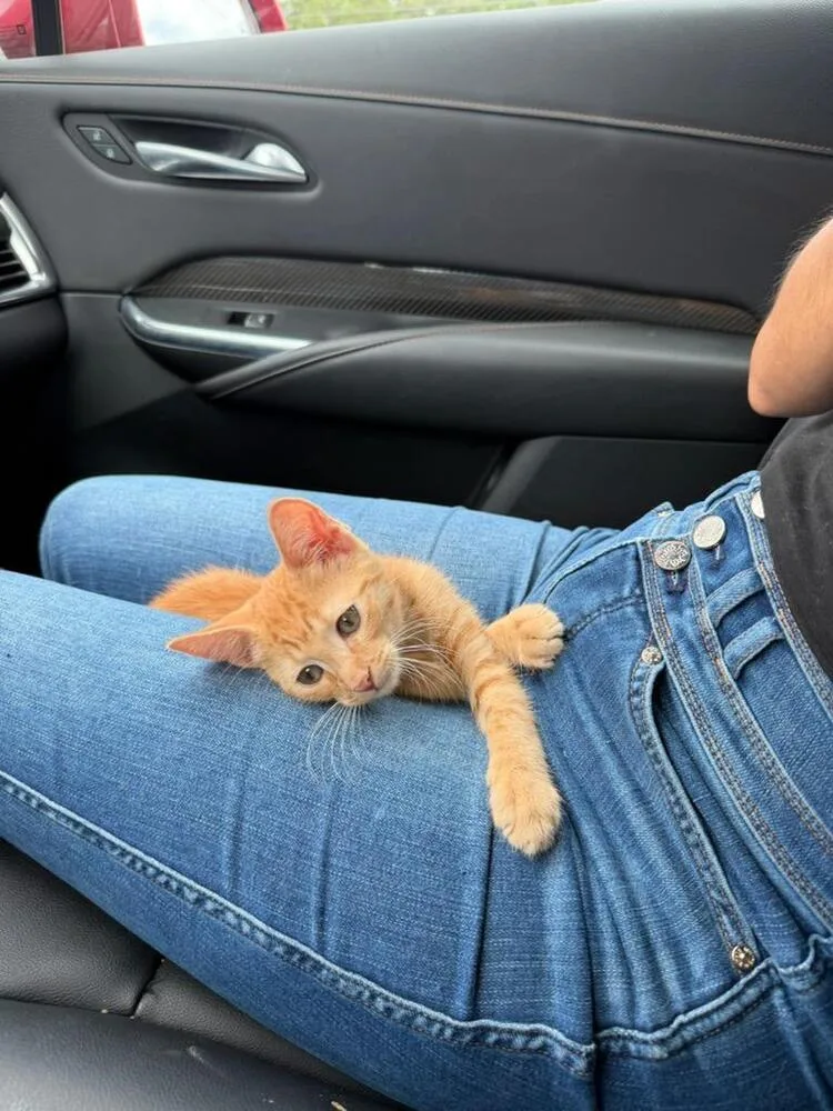 A baby small-sized male Orange & White Domestic Short Hair cat named Gingie for adoption in Mooresville, NC