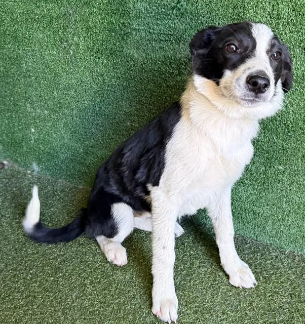 A baby small-sized female Border Collie dog named Waffles for adoption in Castaic, CA