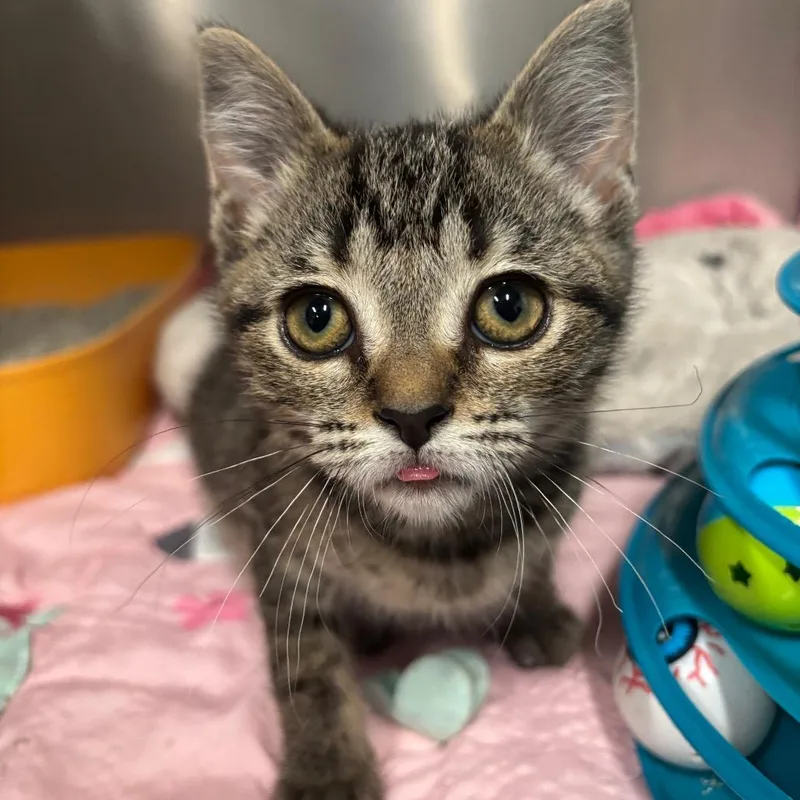 A baby small-sized female Buff / Tan / Fawn Domestic Short Hair cat named Raven C for adoption in Napoleon, OH