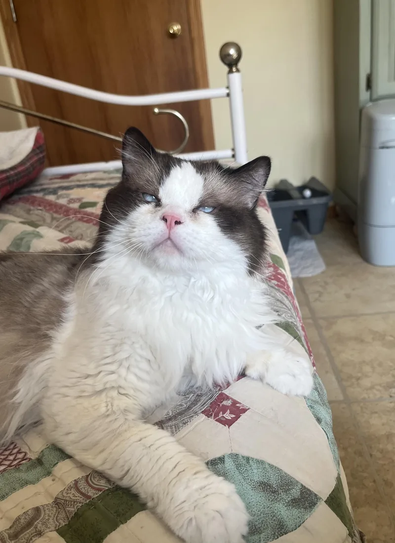 An adult large-sized male Seal Point Ragdoll cat named Frankie for adoption in valparaiso, IN