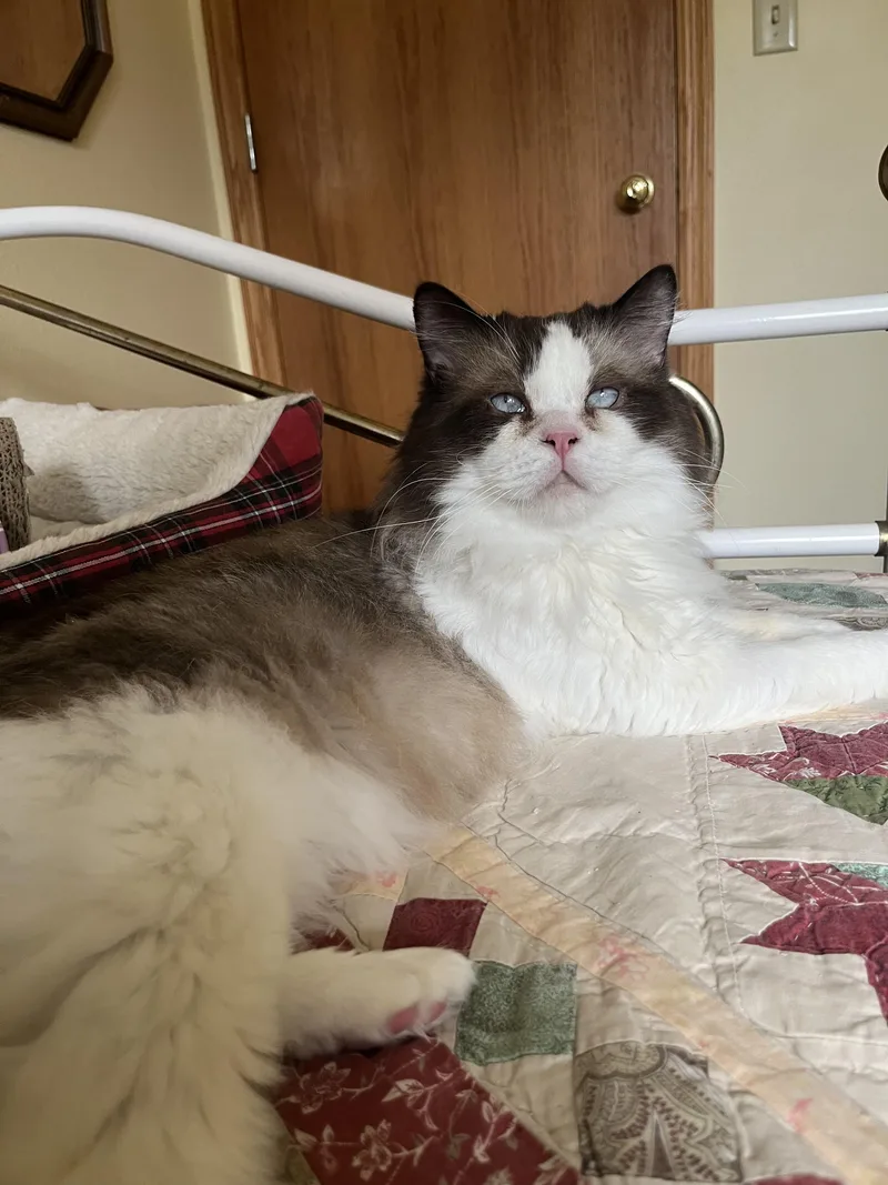 Frankie thumbnail 3