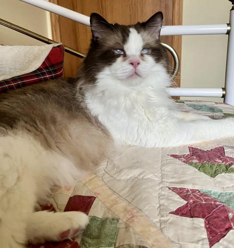 Frankie thumbnail 6