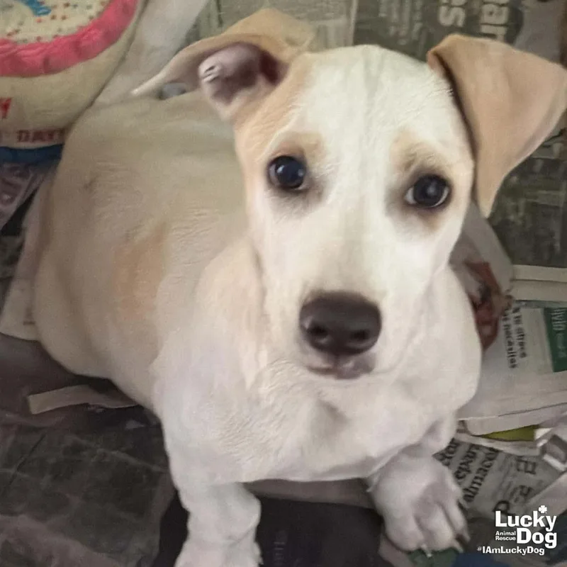 A baby large-sized male Labrador Retriever dog named Mr. Huckleberry for adoption in Washington, DC