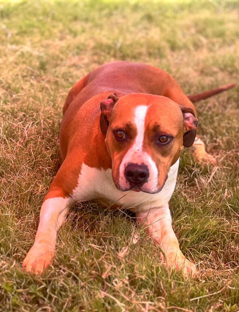 An adult large-sized female Mixed Breed dog named Lays for adoption in Canyon, TX