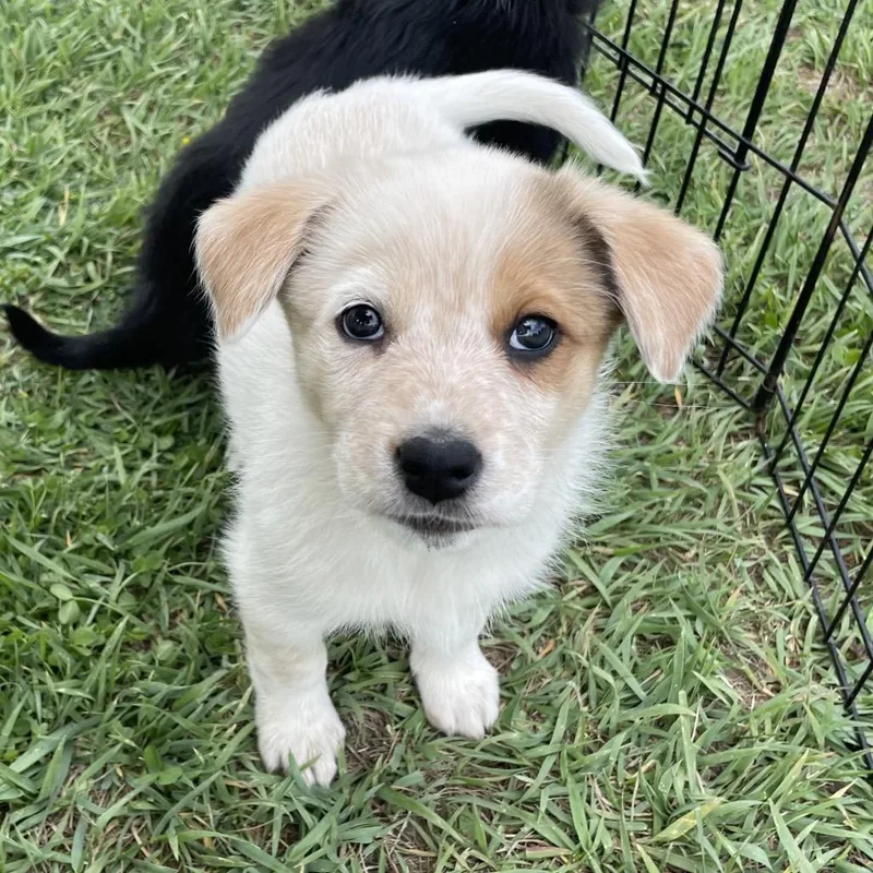 A baby medium-sized female White / Cream Cattle Dog dog named Julia Pawberts for adoption in Tacoma, WA