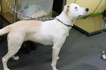 A baby large-sized female Labrador Retriever dog named Candy for adoption in Picayune, MS