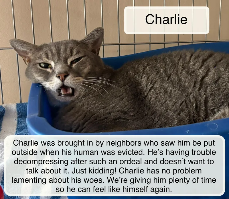 An adult large-sized male Tabby (Gray / Blue / Silver) Domestic Short Hair cat named Charlie for adoption in Ellicott City, MD