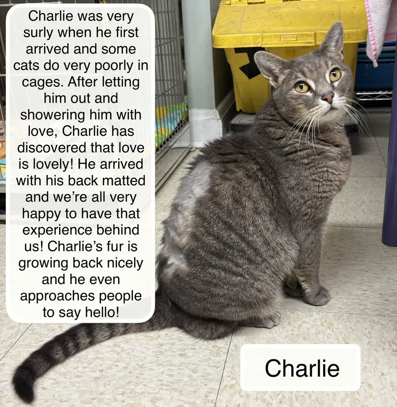 Charlie thumbnail 2