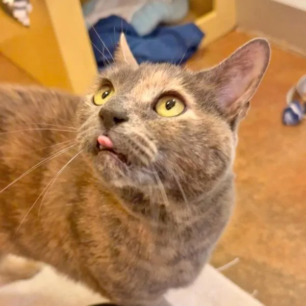 A senior medium-sized female Domestic Short Hair cat named Olive for adoption in Walnut Creek, CA