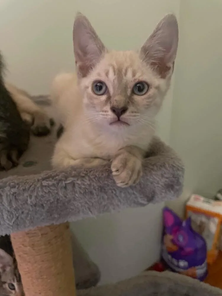 A baby small-sized male Domestic Short Hair cat named Bug for adoption in WARNER ROBINS, GA