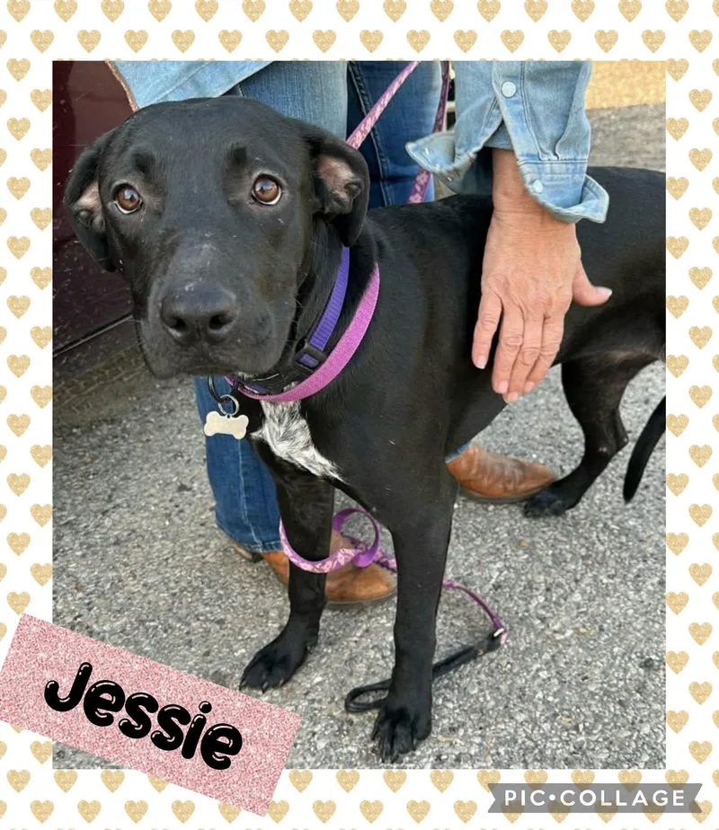 A young large-sized female Black Mixed Breed dog named Jessie for adoption in Iron River, MI